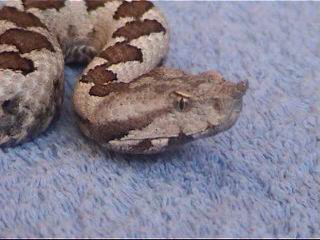 Male NoseHorned Viper (Vipera ammodytes ammodytes)30.JPG [17 Kb]